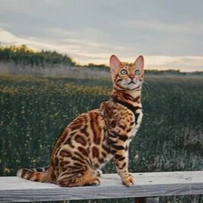 Кошке нельзя запрещать делать эти 5 вещей — быть беде — партнерский материал